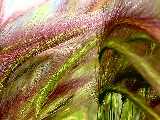 Click to see grass.jpg
