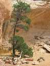 Click to see miracle_tree.jpg